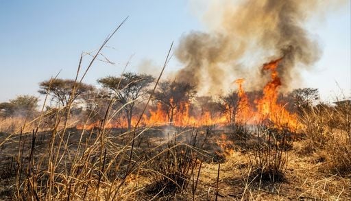 A &eacute;poca de inc&ecirc;ndios florestais em &Aacute;frica est&aacute; a tornar-se mais curta. Saiba porqu&ecirc;