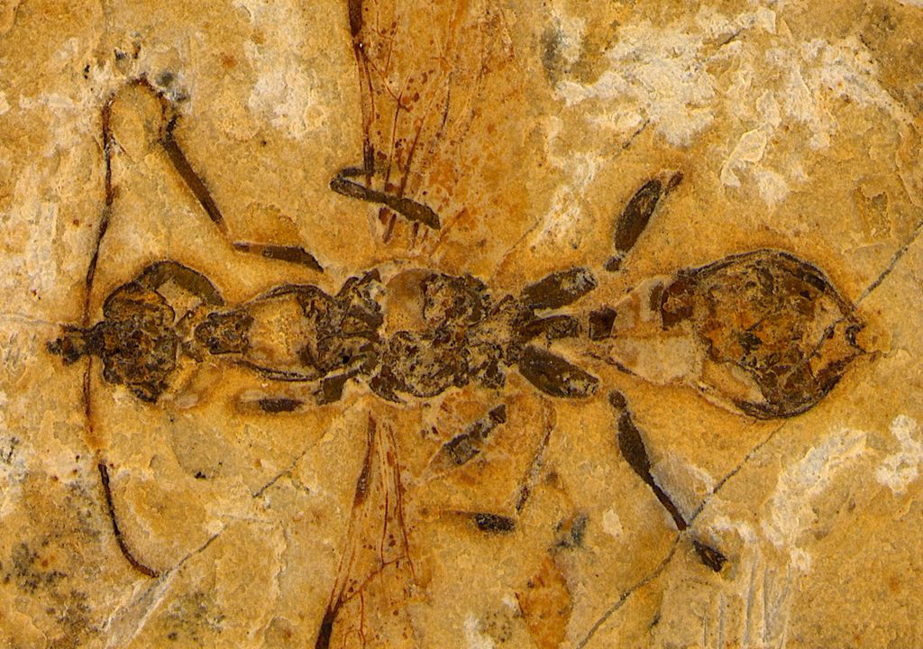 Imagem do fóssil de formiga de 113 milhões de anos encontrado no nordeste do Brasil. Imagem do fóssil de formiga de 113 milhões de anos encontrado no nordeste do Brasil.