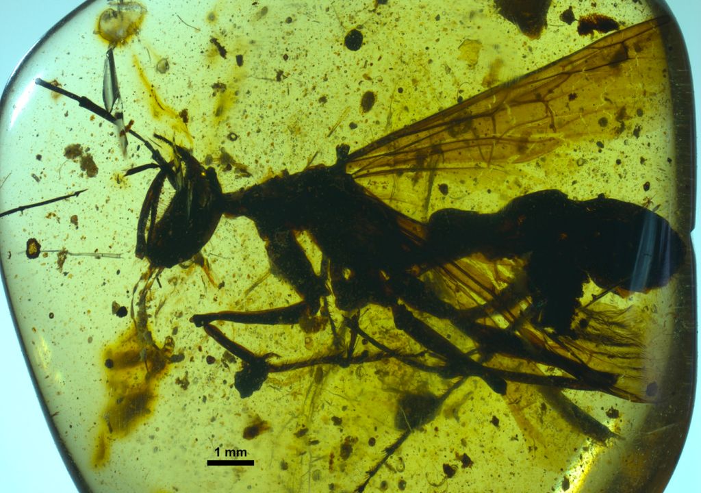 Exemplar de “formiga do inferno” encontrado em Myanmar e preservado em âmbar. Exemplar de “formiga do inferno” encontrado em Myanmar e preservado em âmbar.