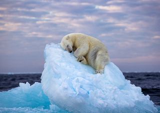 The photograph of a polar bear sleeping on a small iceberg is going around the world