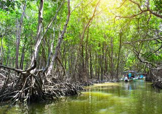 A frágil muralha da ecologia costeira e os manguezais