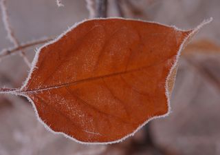 A frosty weekend for most, but a rainy start for some