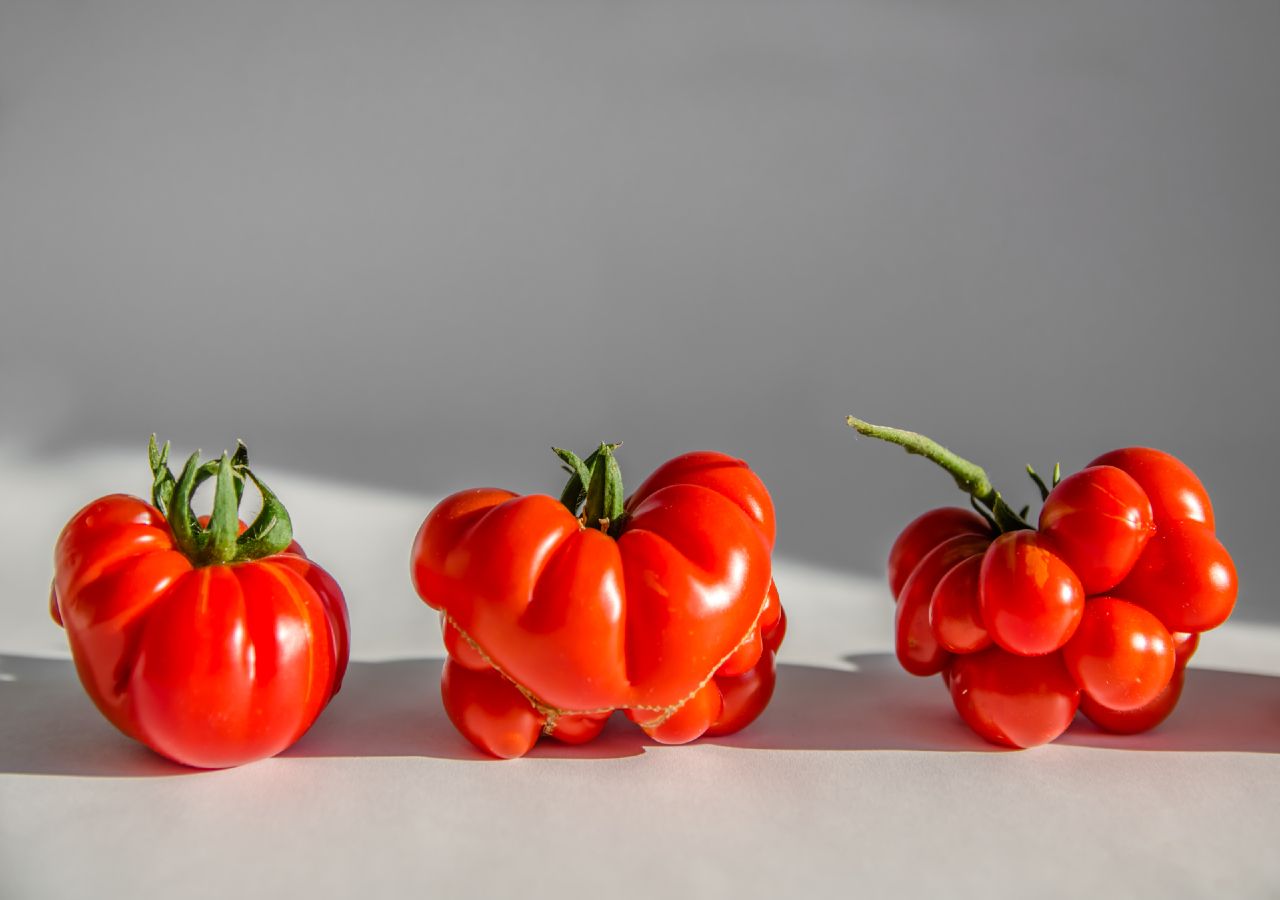 As demais variedades de tomate podem ganhar formas bastante peculiares, sem interferir no sabor e na qualidade geral do produto.