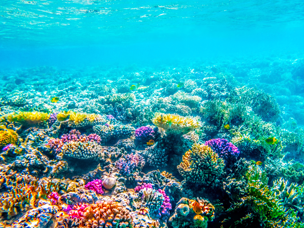 Arrecife de coral Arrecife de coral