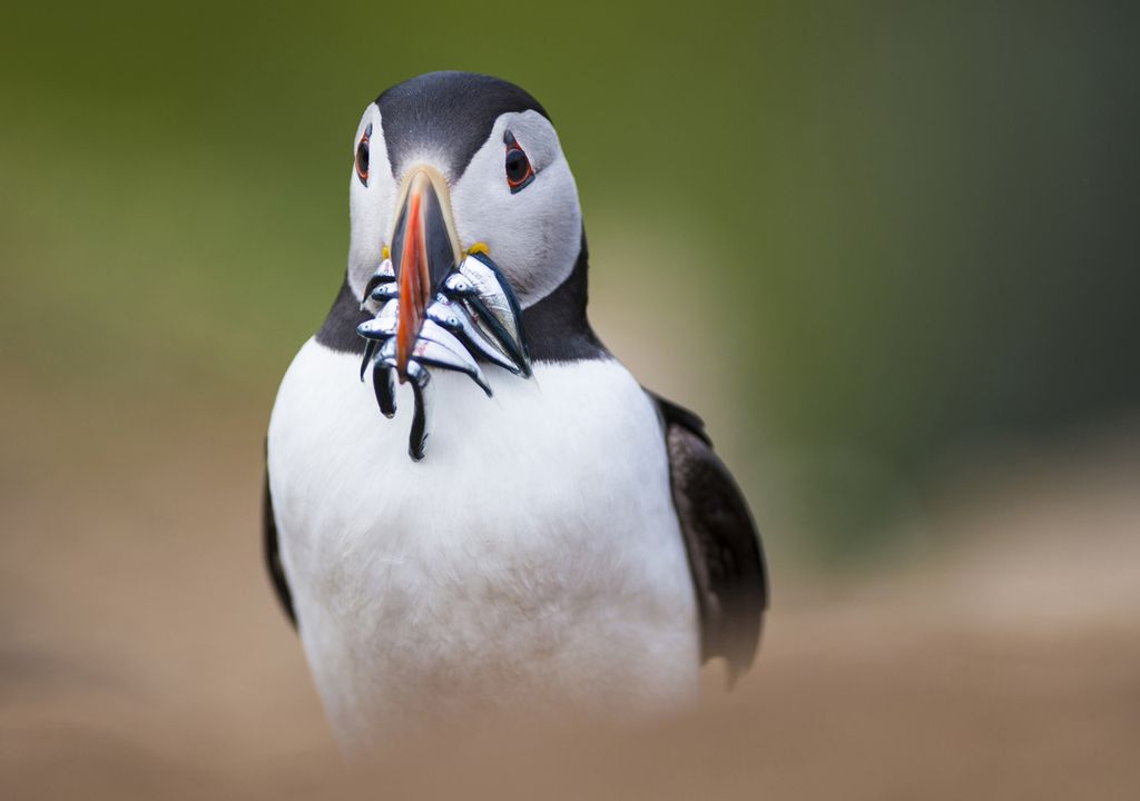 Puffins carry fish in their beaks back to their chicks (c) Katie Nethercoat /RSPB