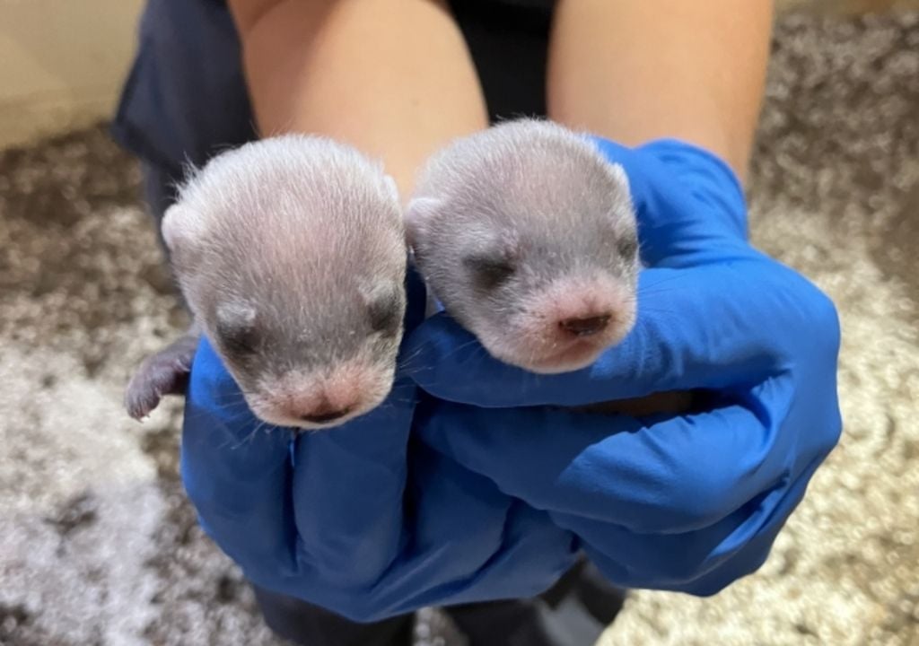 Two black-footed ferret kits