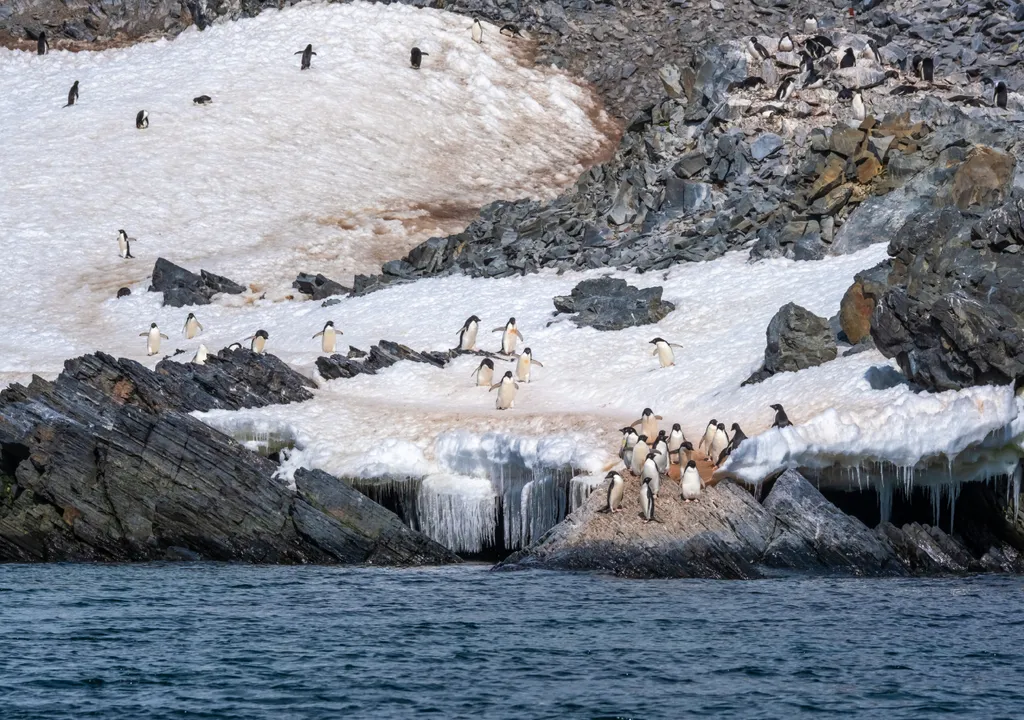 Pinguins na Antártida