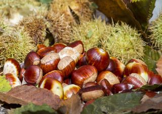 Está o clima relacionado com a quebra na produção de castanha?