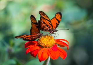 La importancia de las mariposas en la naturaleza