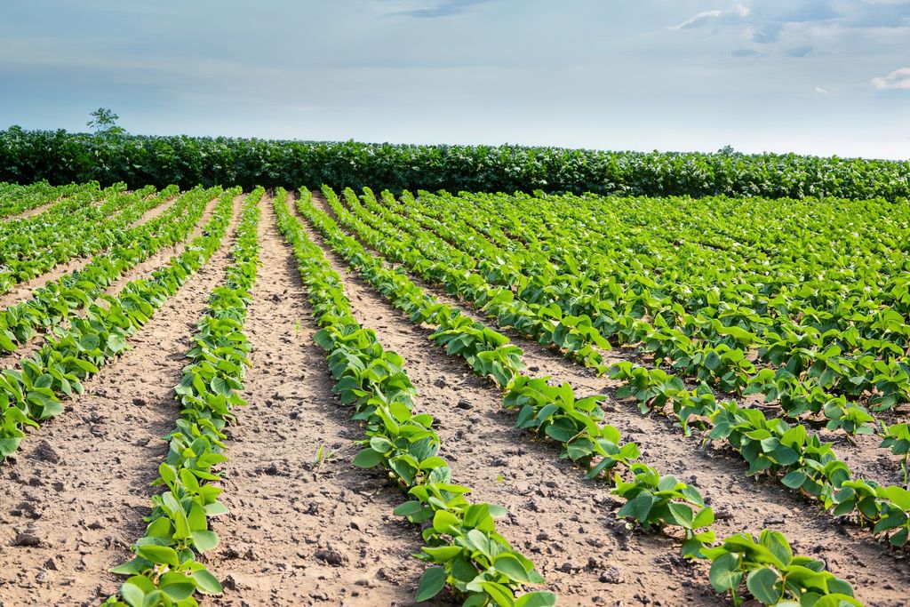 Soja, Agricultura.