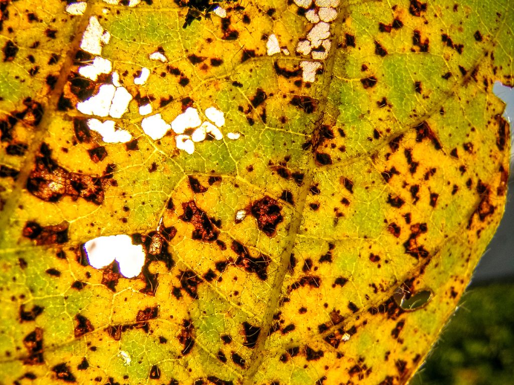 Ferrugem, soja, Brasil, Agricultura
