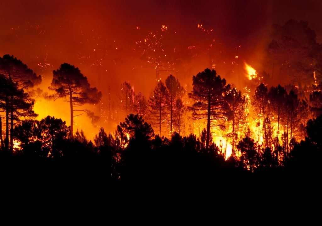 vista nocturna de un incendio forestal, con árboles entre las llamas