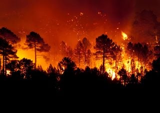 La inesperada teoría de la Universidad de California sobre los incendios forestales y la calidad del aire
