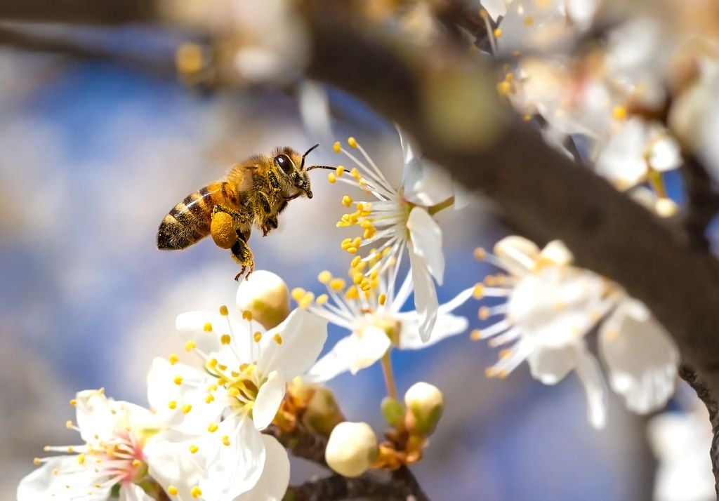 abelhas, pólen, restauração, áreas desmatadas