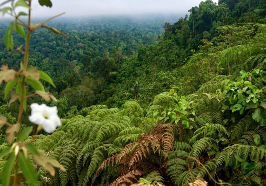 Floresta Nacional de Carajás, Amazônia, Pará