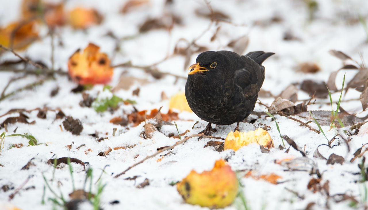 Las aves como los mirlos acuden a los serbales y espinos albares para obtener nutrientes, grasas y antioxidantes esenciales.