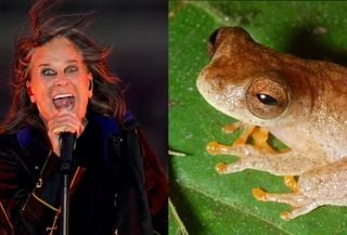 A lenda segue viva: conheça Ozzyi, o sapo-morcego da Amazônia