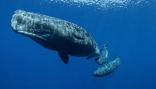 A linguagem secreta dos gigantes: baleias-cachalote revelam sistema de comunica&ccedil;&atilde;o complexo