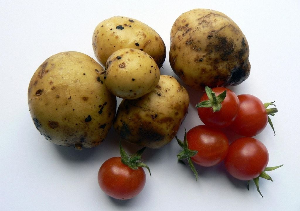Batatas brancas e tomates Batatas brancas e tomates