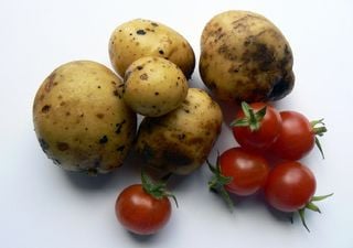 A lógica da batata reside afinal num tomate com nove milhões de anos
