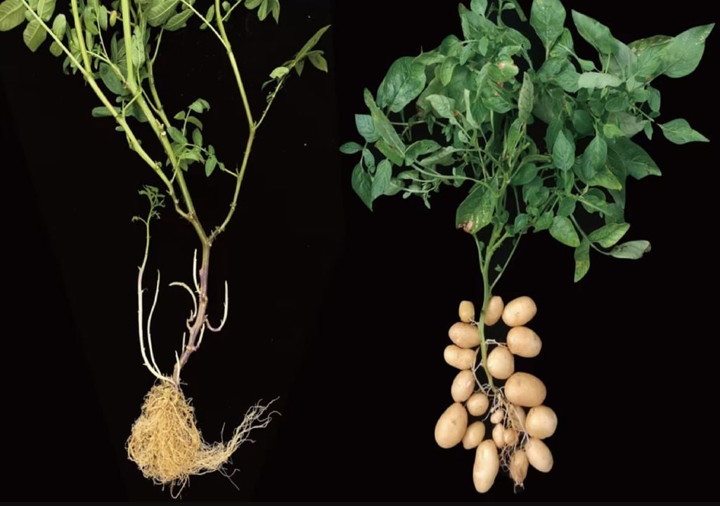 Os Etuberosums (à esquerda) e as plantas de batata (à direita) Os Etuberosums (à esquerda) e as plantas de batata (à direita)