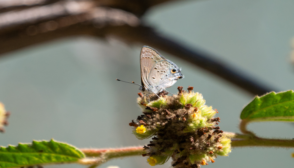 Esfregando as asas, a borboleta faz as caudas parecerem antenas, enganando os predadores que atacam o lado errado do corpo.