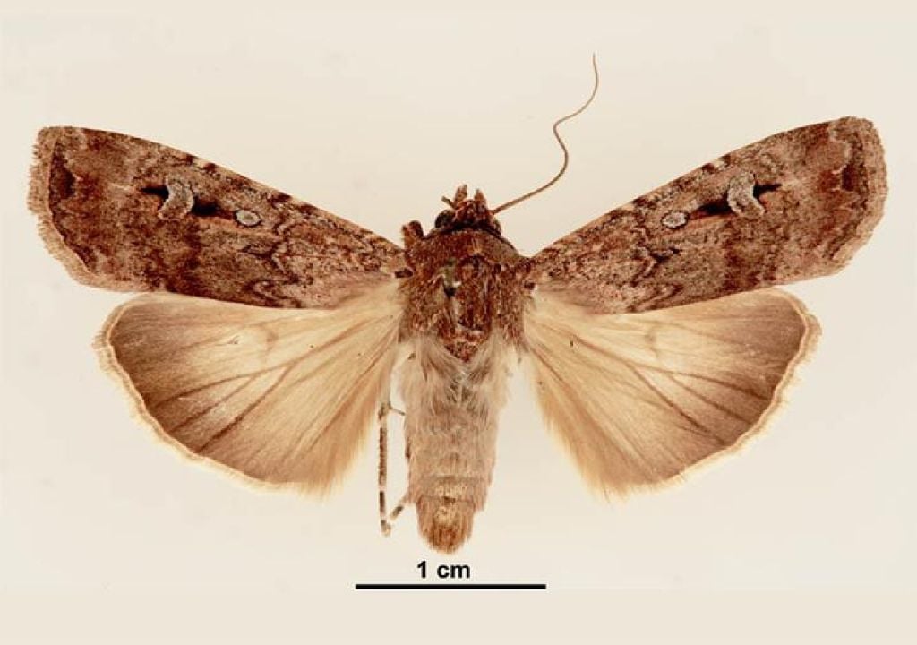 mariposa-de-bogong