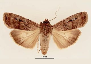 A mariposa da Austrália é o primeiro invertebrado conhecido a usar as estrelas como bússola