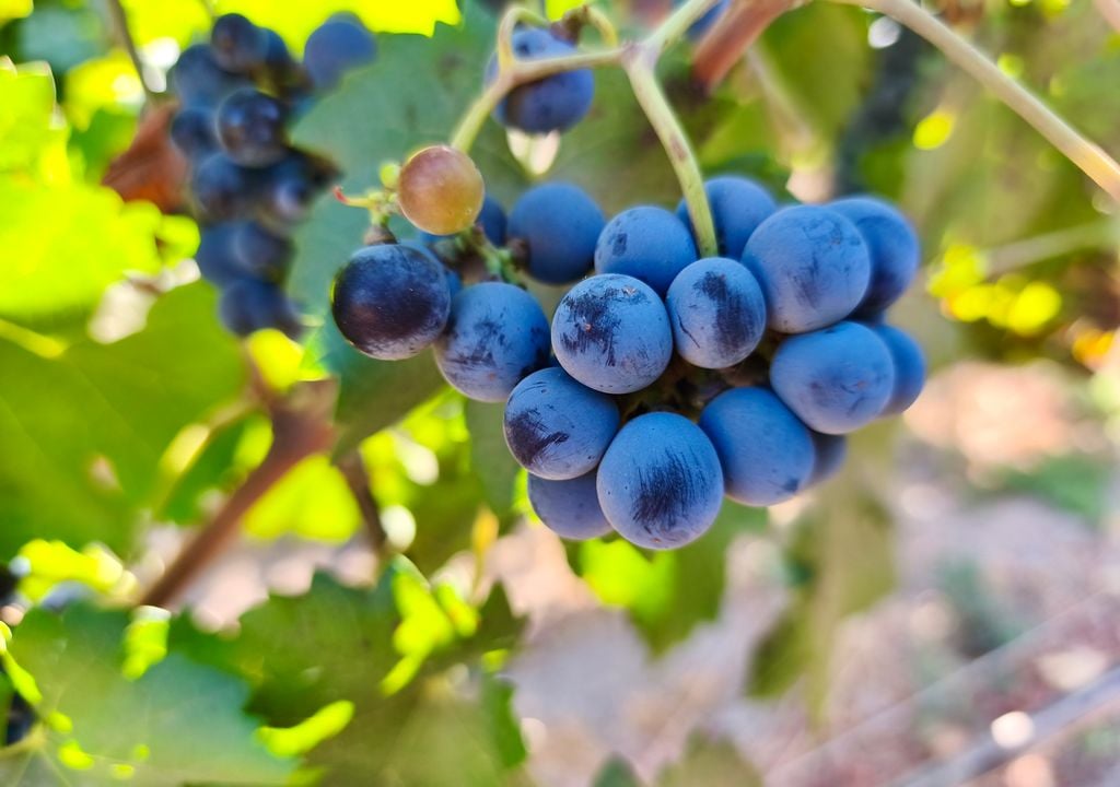 Uvas de la Viña Tarapacá, Valle del Maipo. En la Viña Tarapacá es posible recorrer los viñedos y aprender sobre el proceso de producción del vino. Crédito: Catalina Contreras.