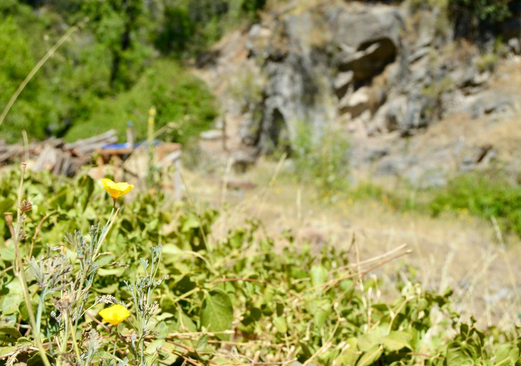 Flora y fauna precordillerana en un parque natural cerca de Santiago. Flora y fauna precordillerana en un parque natural cerca de Santiago.