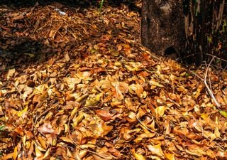 A meteorologista Teresa Abrantes apresenta a análise climatológica do mês de novembro em Portugal continental