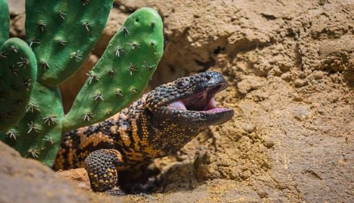 A natureza como laborat&oacute;rio: O lagarto que revelou um dos segredos da medicina moderna