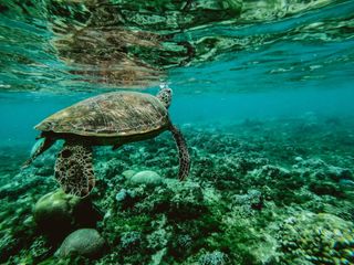 A natureza está sendo dizimada numa velocidade sem precedentes