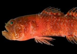 Unos científicos han descubierto un nuevo pez en el mar Rojo que tiene una expresión muy gruñona