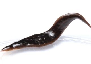 A new species of predatory flatworm discovered in North Carolina, United States