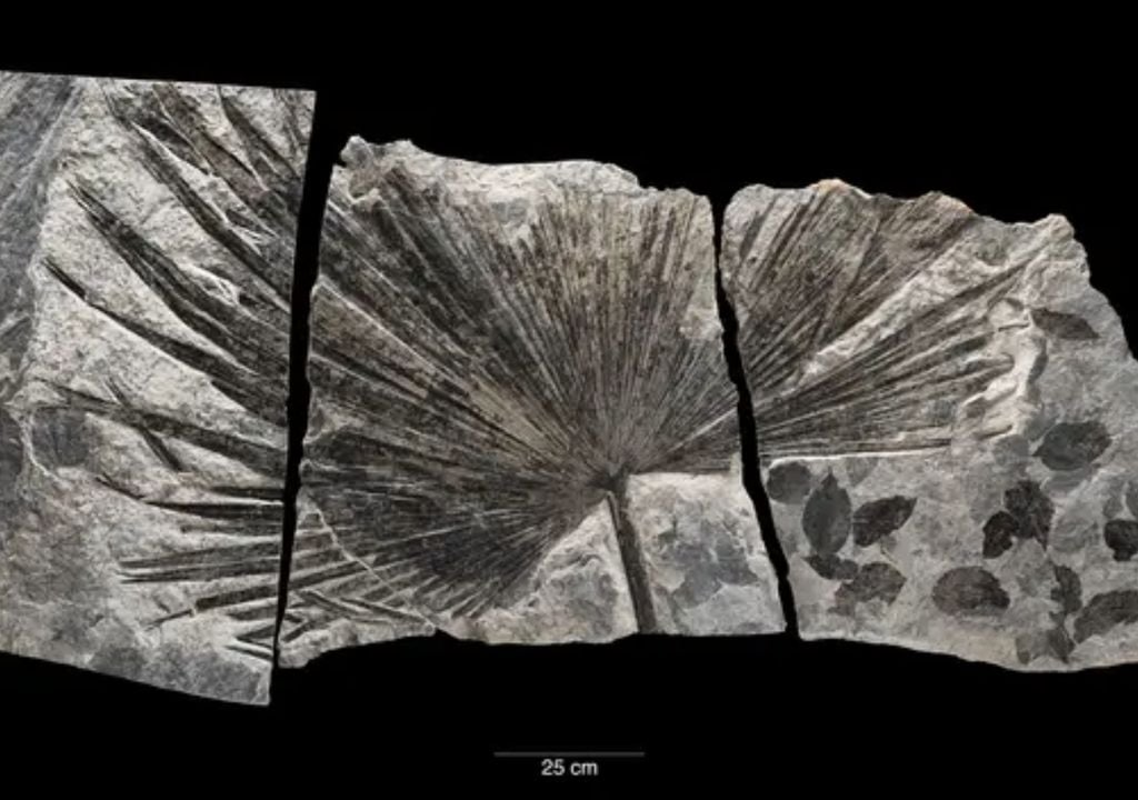 fossil fronds