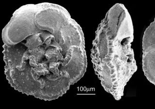 Study charts how carbon dioxide drove the Earth’s global temperature changes over the past 485 million years 