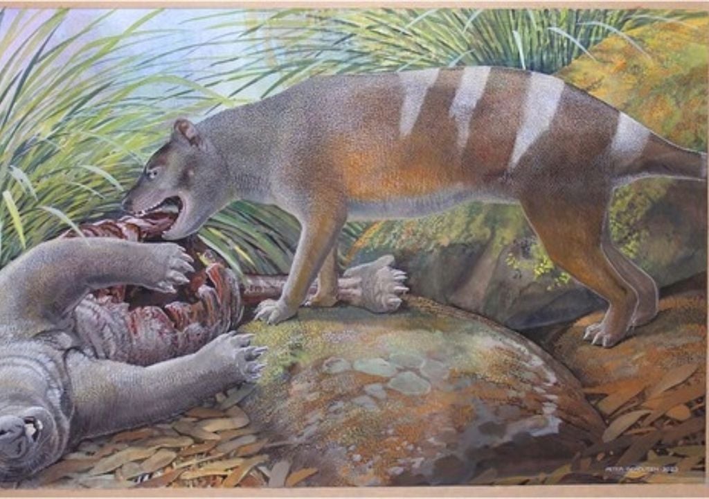 Thylacine illustration