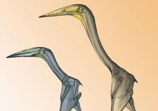 Did pterosaurs flap their wings or soar like vultures? New study has the answer