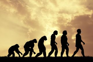 Evolution: Human heart adapted to walking upright and thermal stress, study suggests