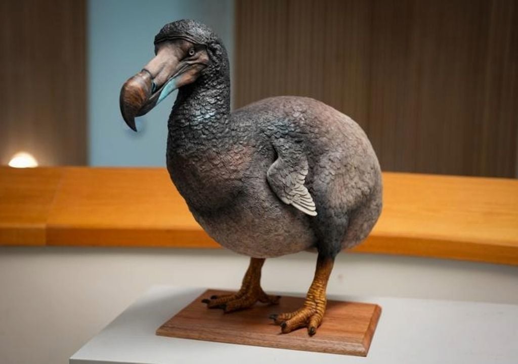 Escultura de un dodo