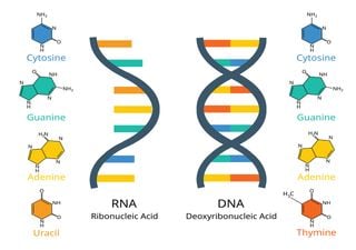 Potential "silver bullet" for killing cancer cells thanks to a relationship between RNA and a type of protein