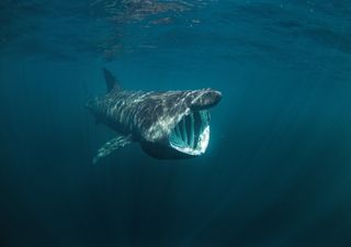 A one-in-a-thousand exception: basking sharks found to be partially warm-bodied