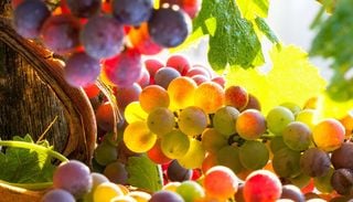 A ottobre le fontane di questo borgo vicino Roma &ldquo;danno vino&rdquo;: la festa centenaria da vedere almeno una volta