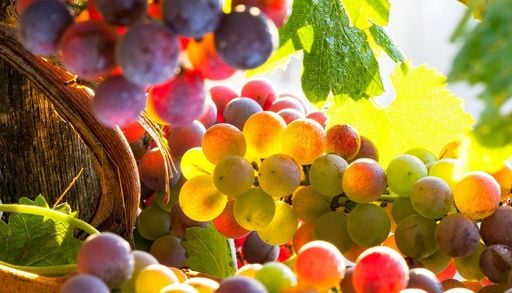 A ottobre le fontane di questo borgo vicino Roma &ldquo;danno vino&rdquo;: la festa centenaria da vedere almeno una volta