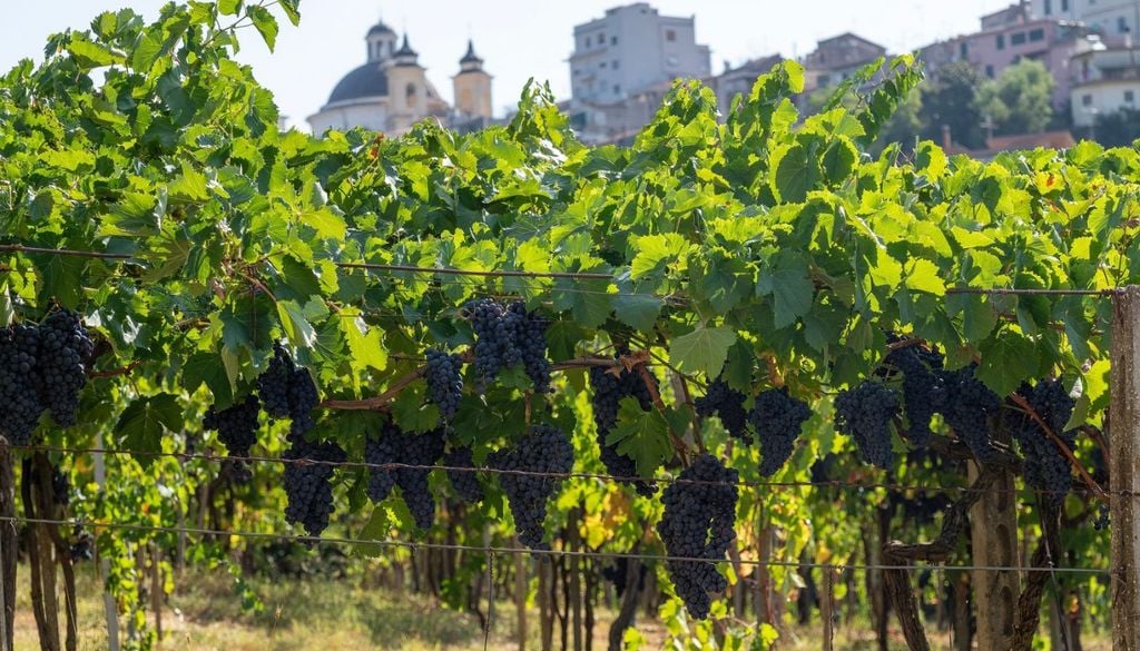 Un vigneto nella campagna dei Castelli Romani in Lazio