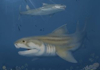 Investigadores descubren y describen dos nuevas especies de tiburones antiguos