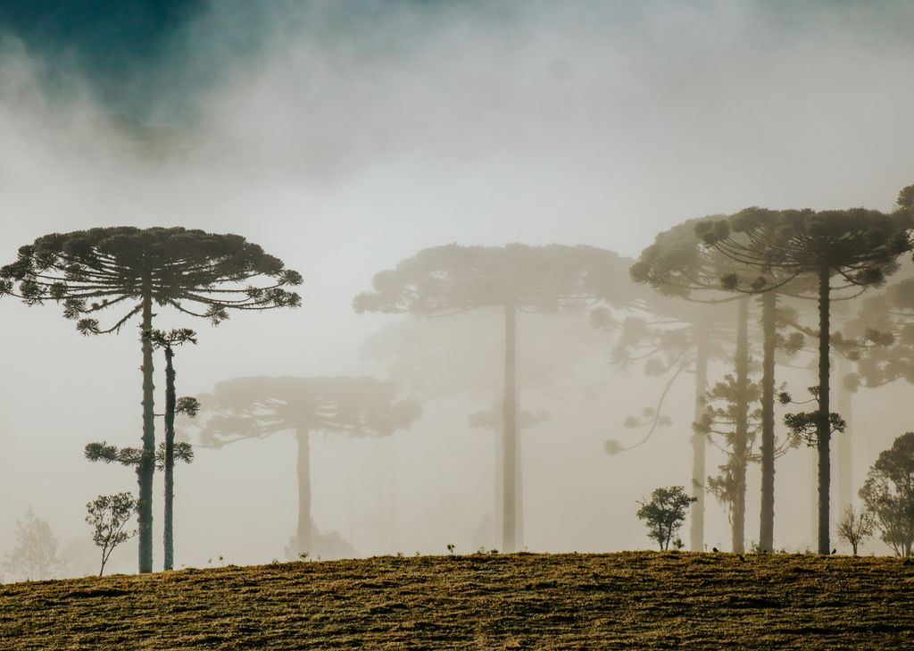 Névoa sobre floresta de araucária no Paraná. Névoa sobre floresta de araucária no Paraná.