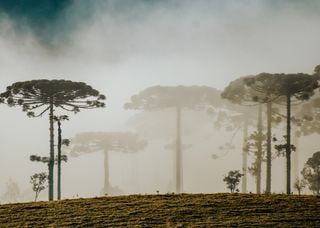 A partir desta sexta-feira brusca mudança das temperaturas está prevista e vai atingir os estados RS, SC, PR, SP e RJ