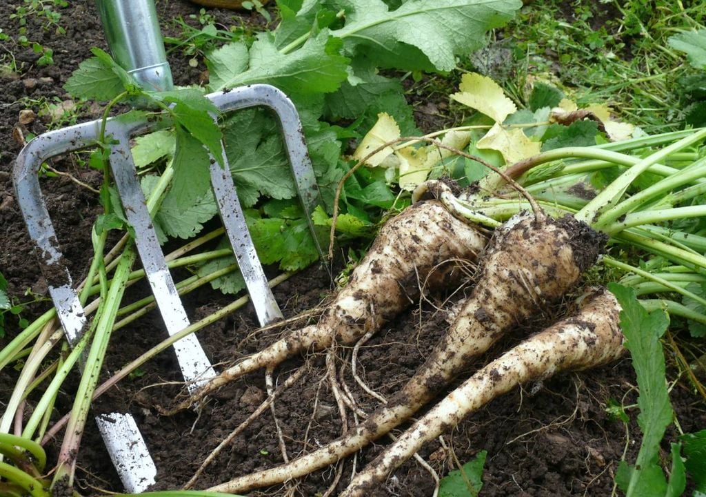 Cultivada tradicionalmente em hortas portuguesas de clima fresco, a pastinaca adapta-se bem a solos férteis e ao inverno, sendo uma cultura rústica e de fácil manutenção.